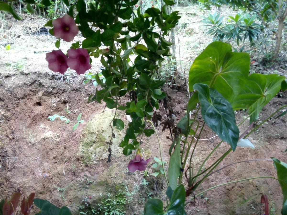 Ella J Villa المظهر الخارجي الصورة